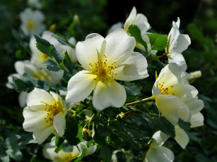 Картинка цветы шиповник белый