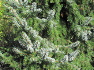 Картинка природа деревья ель