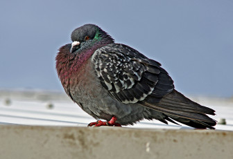 Картинка животные голуби голубь