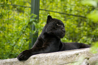 Картинка сегодня просто прелесть какая гадость животные пантеры ягуар лежит морда бревно