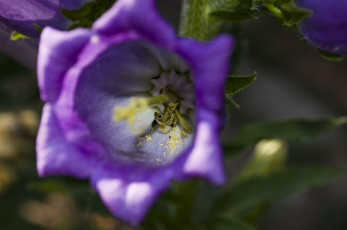 Картинка 14 цветы колокольчики