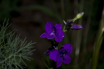 Картинка 17 цветы дельфиниум