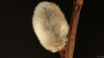 Картинка цветы цветущие деревья кустарники ветка