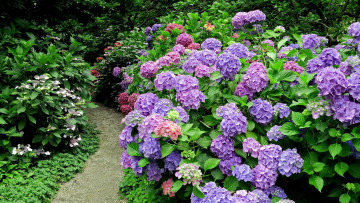 Картинка цветы гортензия кусты