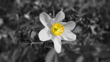 Картинка цветы ветреницы печёночницы белый