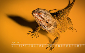 обоя календари, животные, ящерица