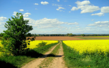 Картинка природа дороги дорога дерево поля