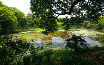 Картинка природа парк деревья водоем