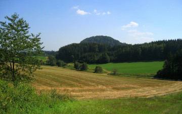 Картинка природа поля поле лес трава