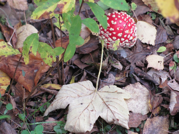 Обои картинки фото природа, грибы, мухомор, листья, трава, осень