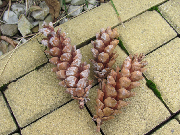 Обои картинки фото природа, шишки, жёлуди, каштаны, плитка