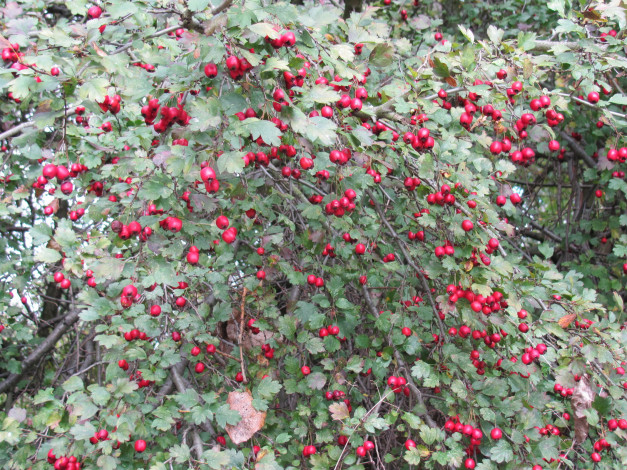 Обои картинки фото природа, Ягоды, дерево, много