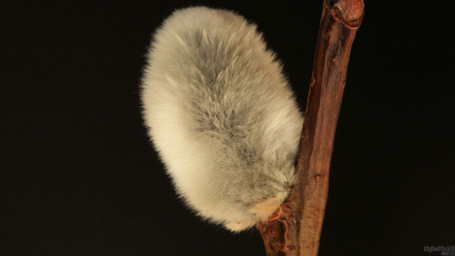 Обои картинки фото цветы, цветущие, деревья, кустарники, ветка