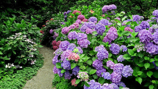 Обои картинки фото цветы, гортензия, кусты