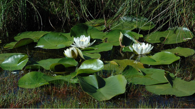 Обои картинки фото цветы, лилии, водяные, нимфеи, кувшинки, листья, трава, вода