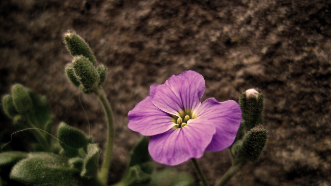 Обои картинки фото цветы, розовый