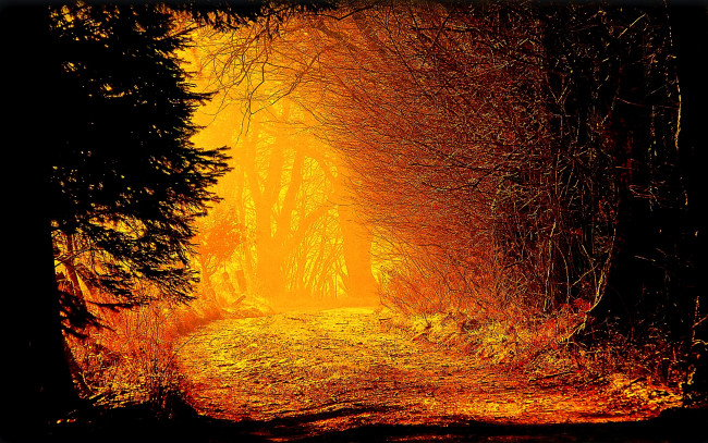 Обои картинки фото decision, природа, лес, багряный