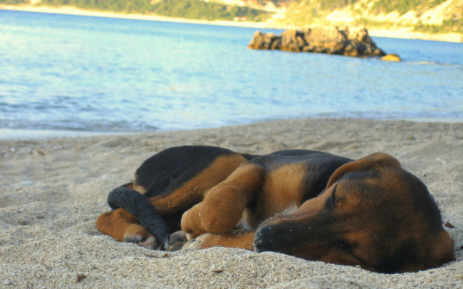 Обои картинки фото животные, собаки, вода, песок