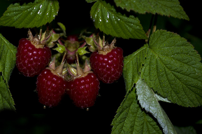 Обои картинки фото 