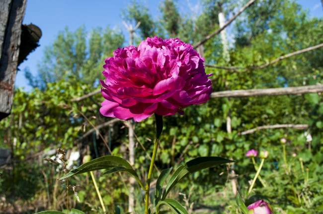 Обои картинки фото 15, цветы, пионы, роза