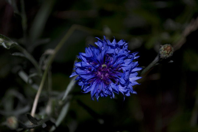 Обои картинки фото 16, цветы, васильки