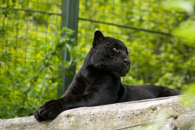 Обои картинки фото сегодня, просто, прелесть, какая, гадость, животные, пантеры, ягуар, лежит, морда, бревно