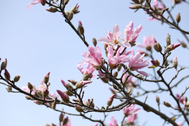 Обои картинки фото цветы, магнолии, небо, ветка