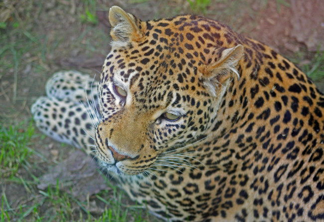 Обои картинки фото животные, леопарды, смотрит, вид, верху, лев, лежит