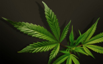 Картинка 3д графика nature landscape природа конопля листья