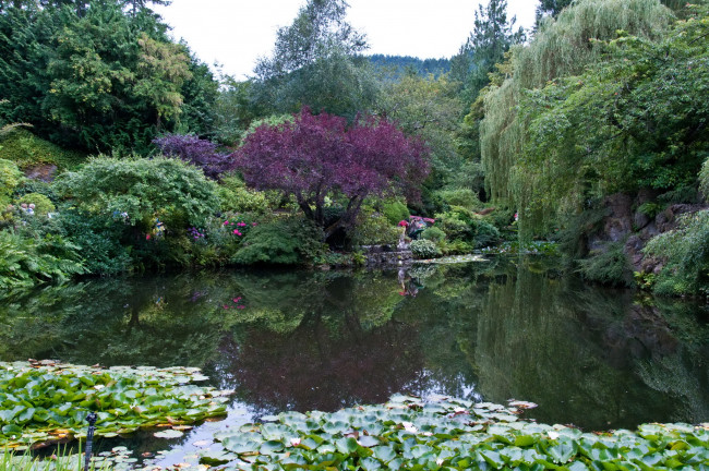 Обои картинки фото butchart, gardens, природа, парк, растения