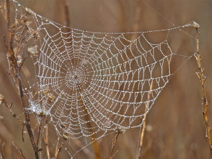 Картинка природа макро капли роса утро паутина трава