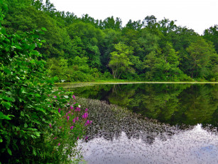 Картинка природа реки озера водоем