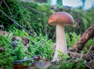 Картинка природа грибы боровик