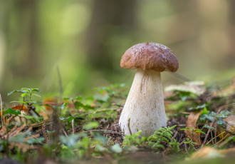 Картинка природа грибы боровик