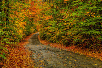 Картинка природа дороги шоссе лес осень