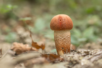 Картинка природа грибы подосиновик