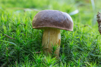 Картинка природа грибы белый