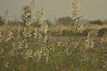 Картинка природа макро растение камыш фон