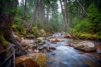 Картинка природа реки озера лес река