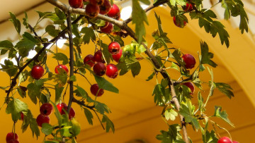 обоя природа, Ягоды, здание, ветка, боярышник