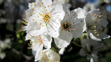 Картинка весна цветы цветущие+деревья+ +кустарники дерево