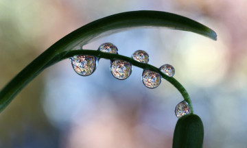 Картинка природа макро капли лист