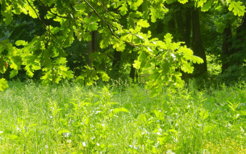 Картинка природа листья трава дуб ветки