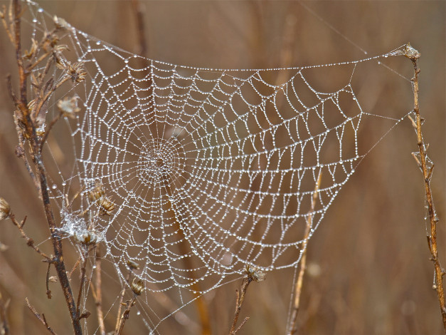 Обои картинки фото природа, макро, капли, роса, утро, паутина, трава