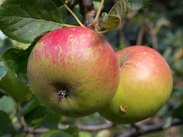 Обои картинки фото природа, плоды, яблочки