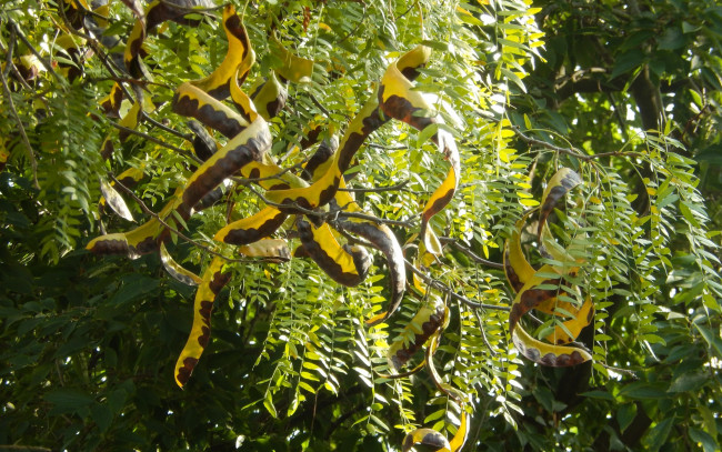 Обои картинки фото природа, листья, семена, стручки, дикая, акация