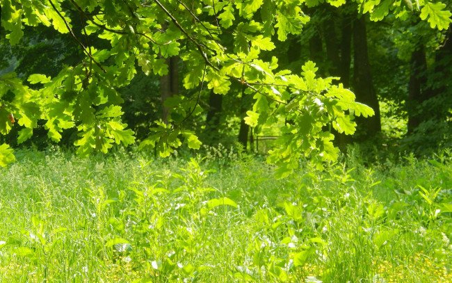 Обои картинки фото природа, листья, трава, дуб, ветки