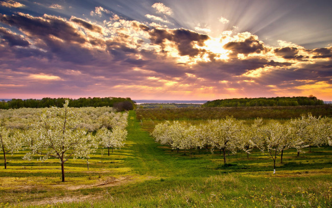 Обои картинки фото природа, восходы, закаты, пейзаж, весна, сад