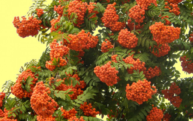 Обои картинки фото природа, Ягоды,  рябина, рябина, ветки, осень, листья, грозди