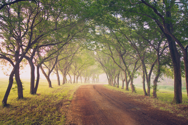 Обои картинки фото природа, дороги, дорога, деревья